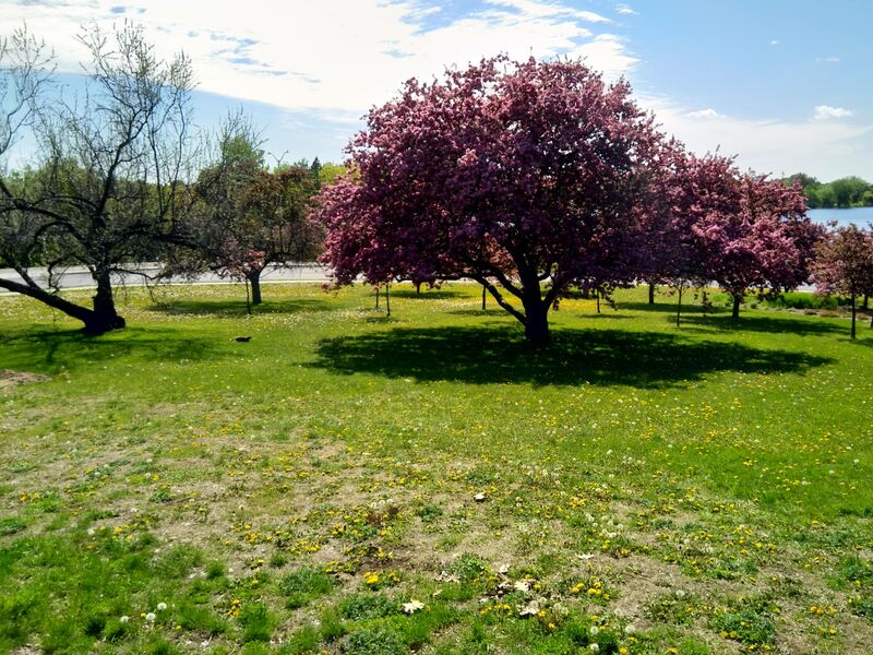 tree with a small animal next to it